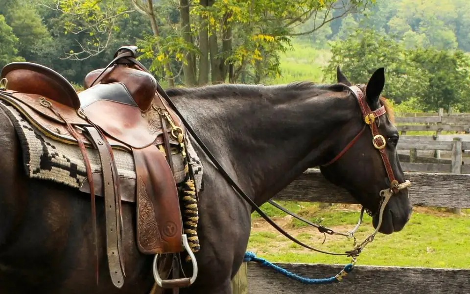Two riders side by side in an outdoor arena, one in an English saddle with breeches and tall boots, the other in a Western saddle with jeans and cowboy boots, both wearing riding helmets