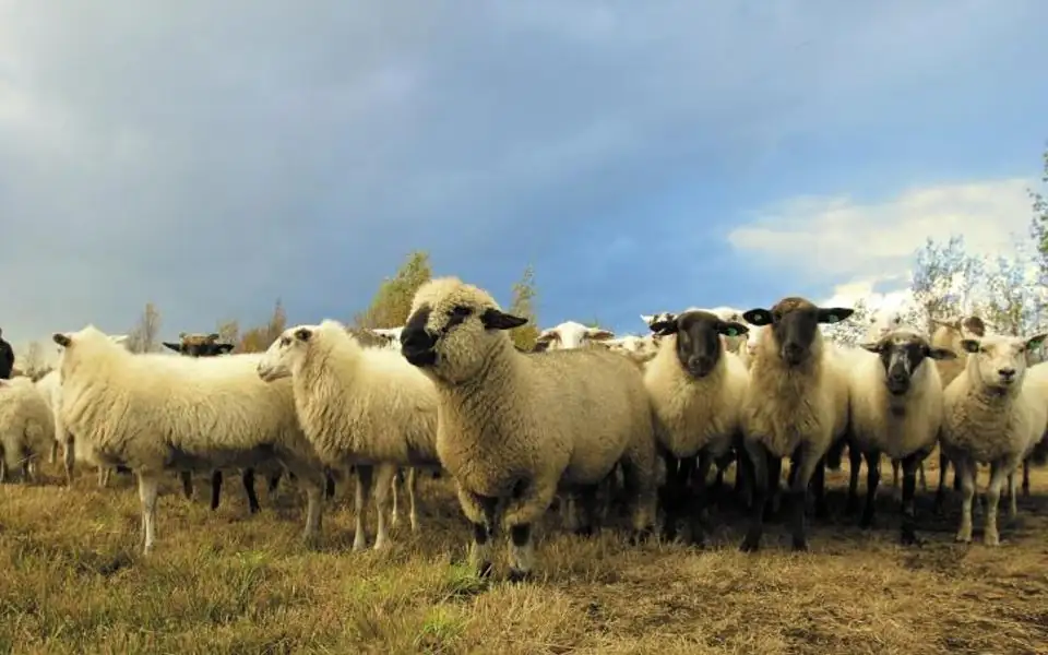 A dark brown Canadian horse grazing in a fenced pasture beside a few spotted sheep and white chickens, with a wooden barn behind them